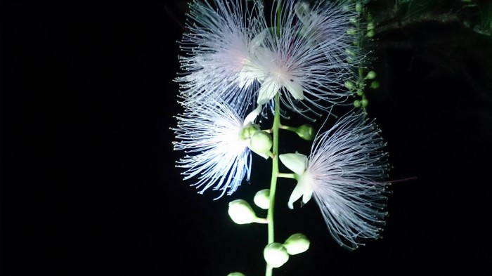 美しく光り輝く幻の花サガリバナ鑑賞