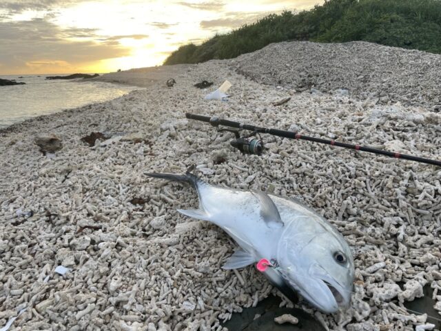 GT釣り、大物釣り、サンセット
