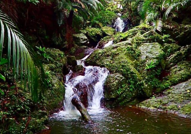 【石垣島/早朝】朝の自然に癒されよう！早朝ジャングル＆滝トレッキングツアー《送迎付き》