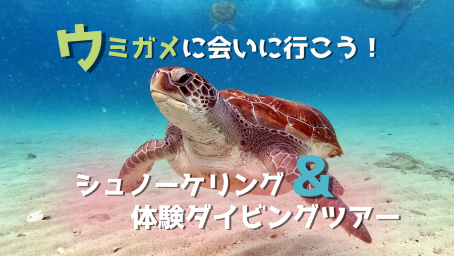 【石垣島/半日】初心者大歓迎★ウミガメ遭遇率90%以上！体験ダイビング＆シュノーケリングツアー《機材一式レンタル＆写真データ付き》（No.482）