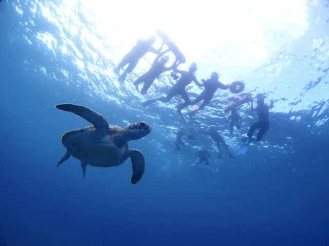 ウミガメと一緒に泳ごう！石垣島のウミガメ遭遇ポイントやおすすめツアーを徹底解説
