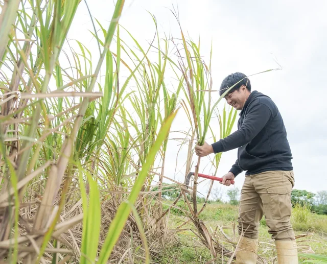 サトウキビ収穫体験