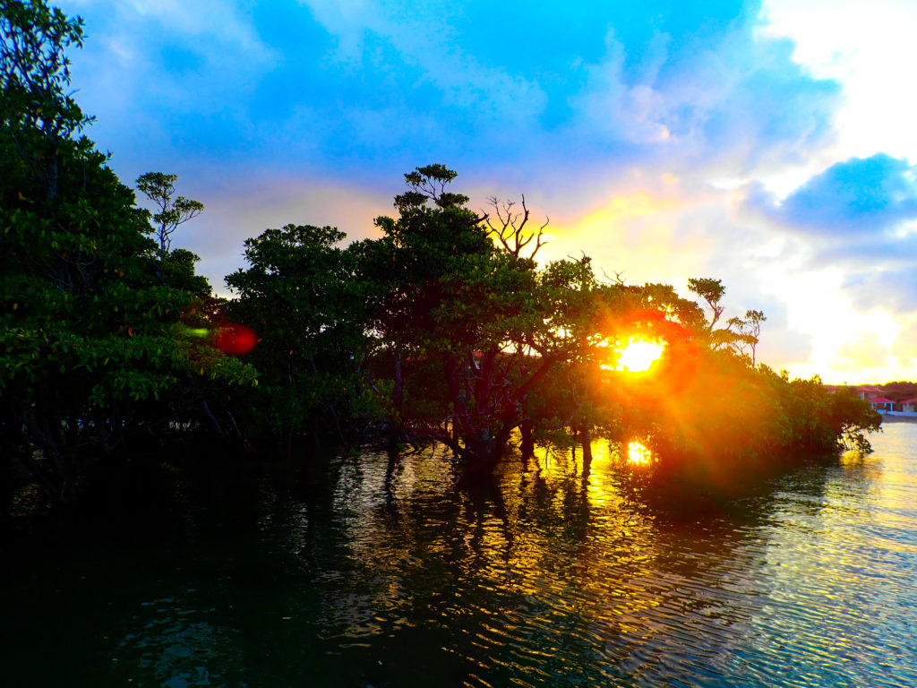 石垣島のマングローブ林の間から差し込む鮮やかな夕日と、水面に反射する黄金色の光のコントラスト