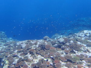 石垣島の青の洞窟