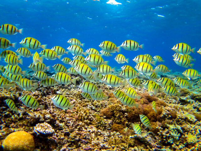 川平湾で見られる熱帯魚