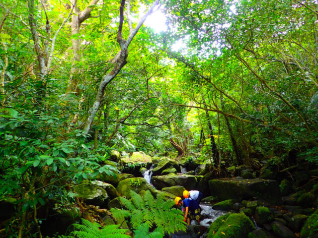石垣島の山をご紹介！おすすめトレッキングコースでジャングルに行こう！