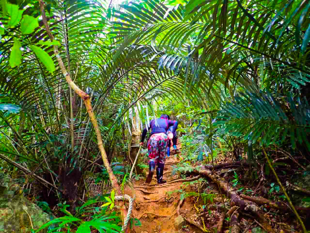 社員旅行でのトレッキング途中の亜熱帯原生林
