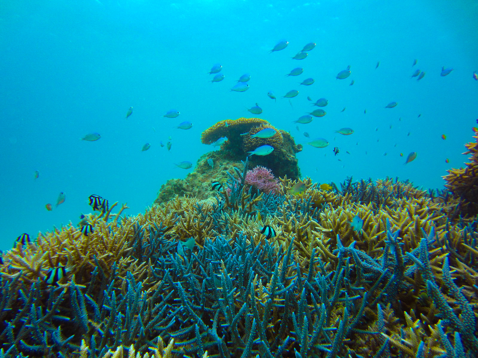 石垣島の海中の珊瑚