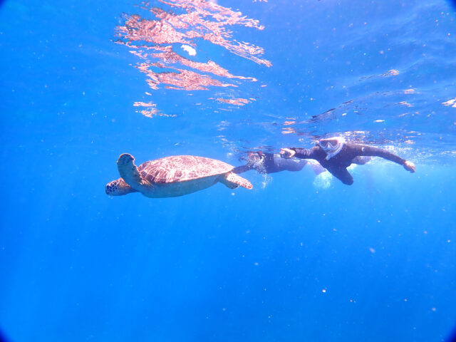 Sea turtles you can see while snorkeling