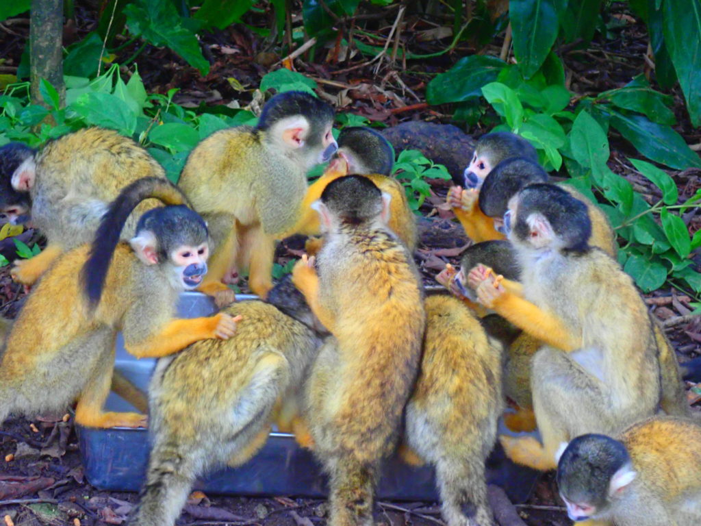 ファミリー必見！石垣やいま村で楽しむ沖縄の歴史・文化・動物とのふれあい