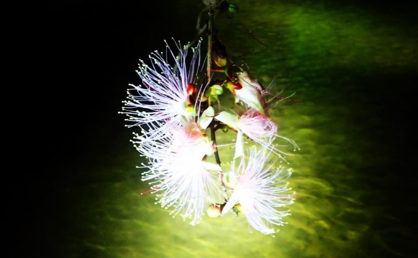 石垣島のマングローブを彩る季節限定の幻の花 サガリバナ 石垣島ツアーズ