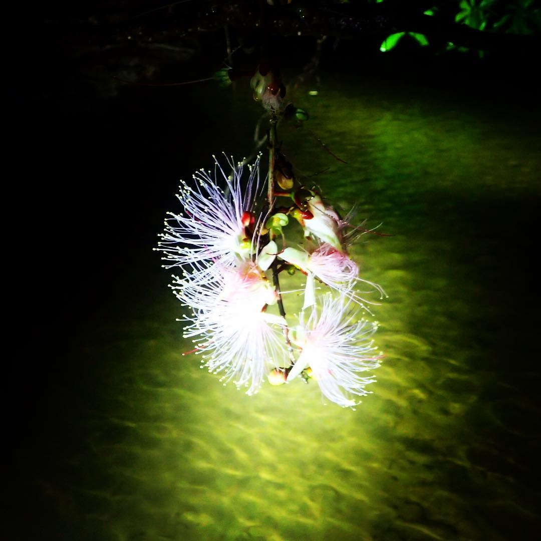 石垣島のマングローブを彩る季節限定の幻の花 サガリバナ 石垣島ツアーズ