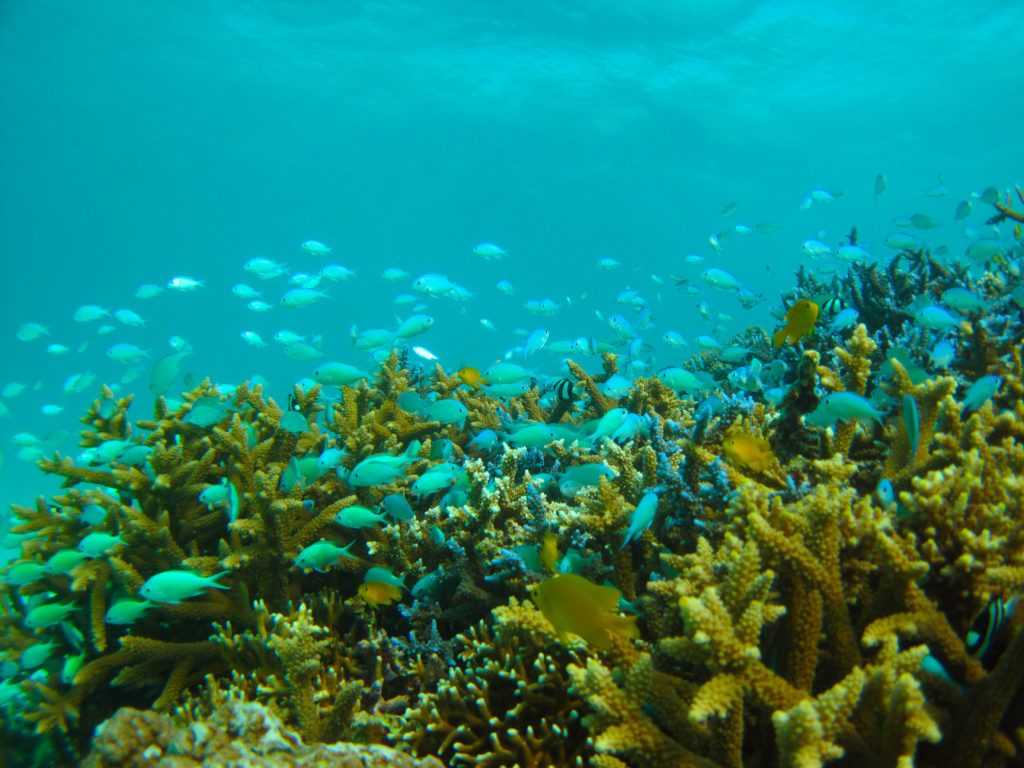 カラフルサンゴと熱帯魚の海でダイビング
