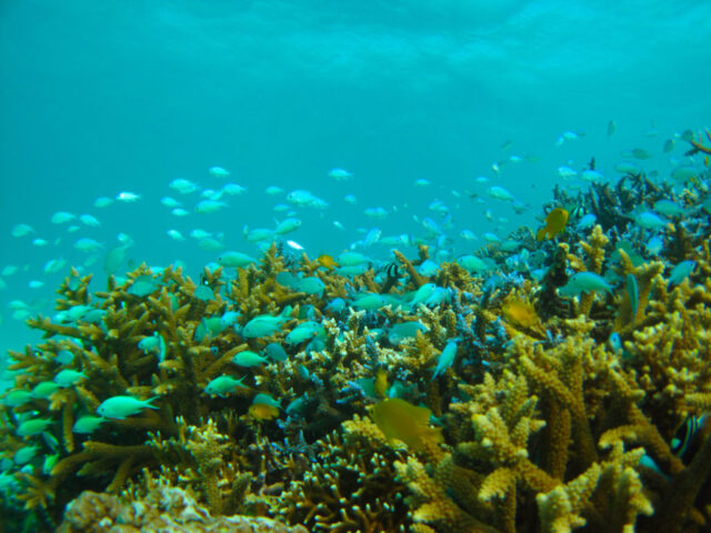 石垣島で見られる熱帯魚