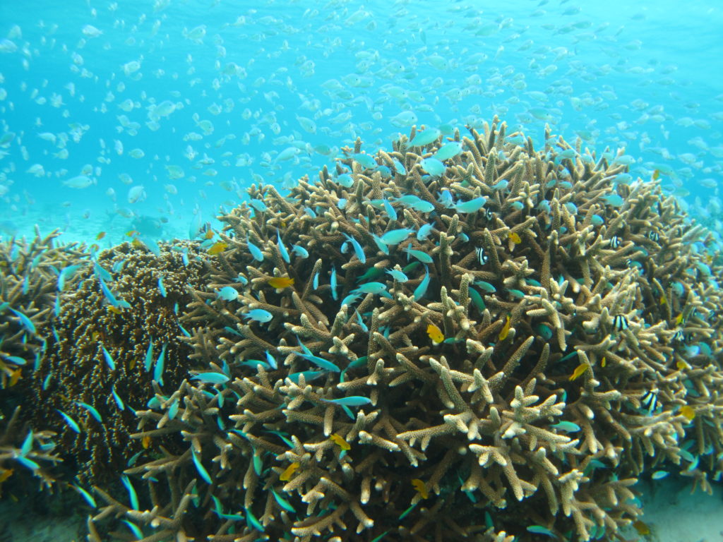 サンゴに群がるルリスズメダイ