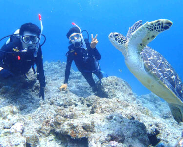 【石垣島/午後半日】ウミガメ遭遇率90％以上☆気軽に楽しめる！体験ダイビング＆ウミガメシュノーケリングツアー