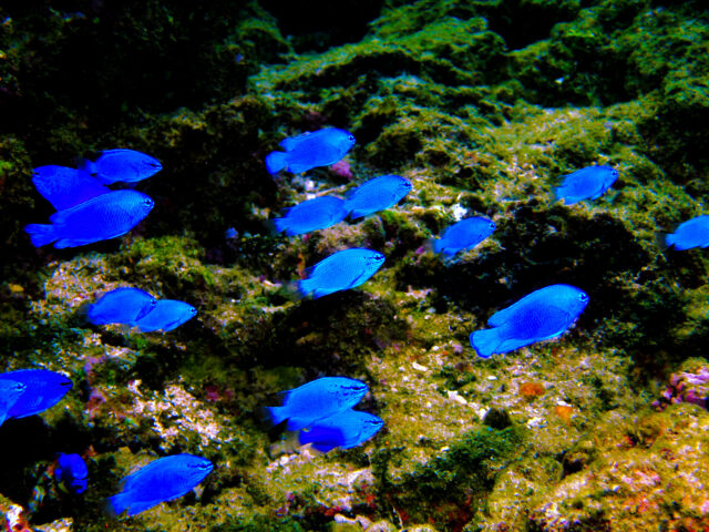 石垣島のカラフル熱帯魚