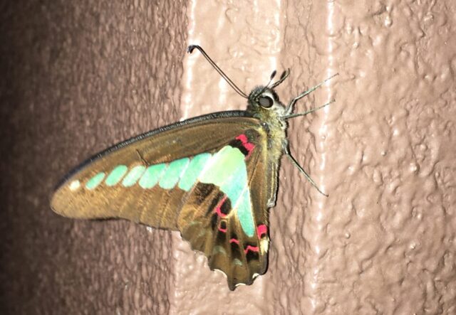 石垣島・西表島で出会える生き物たち