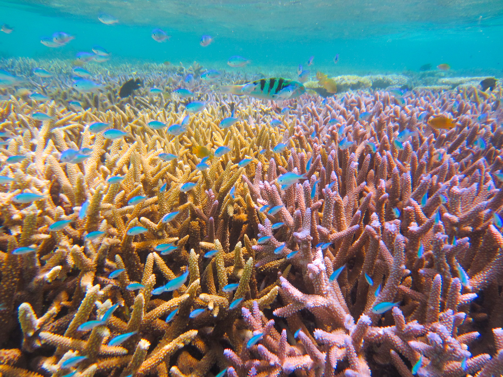 石西礁湖のカラフル珊瑚
