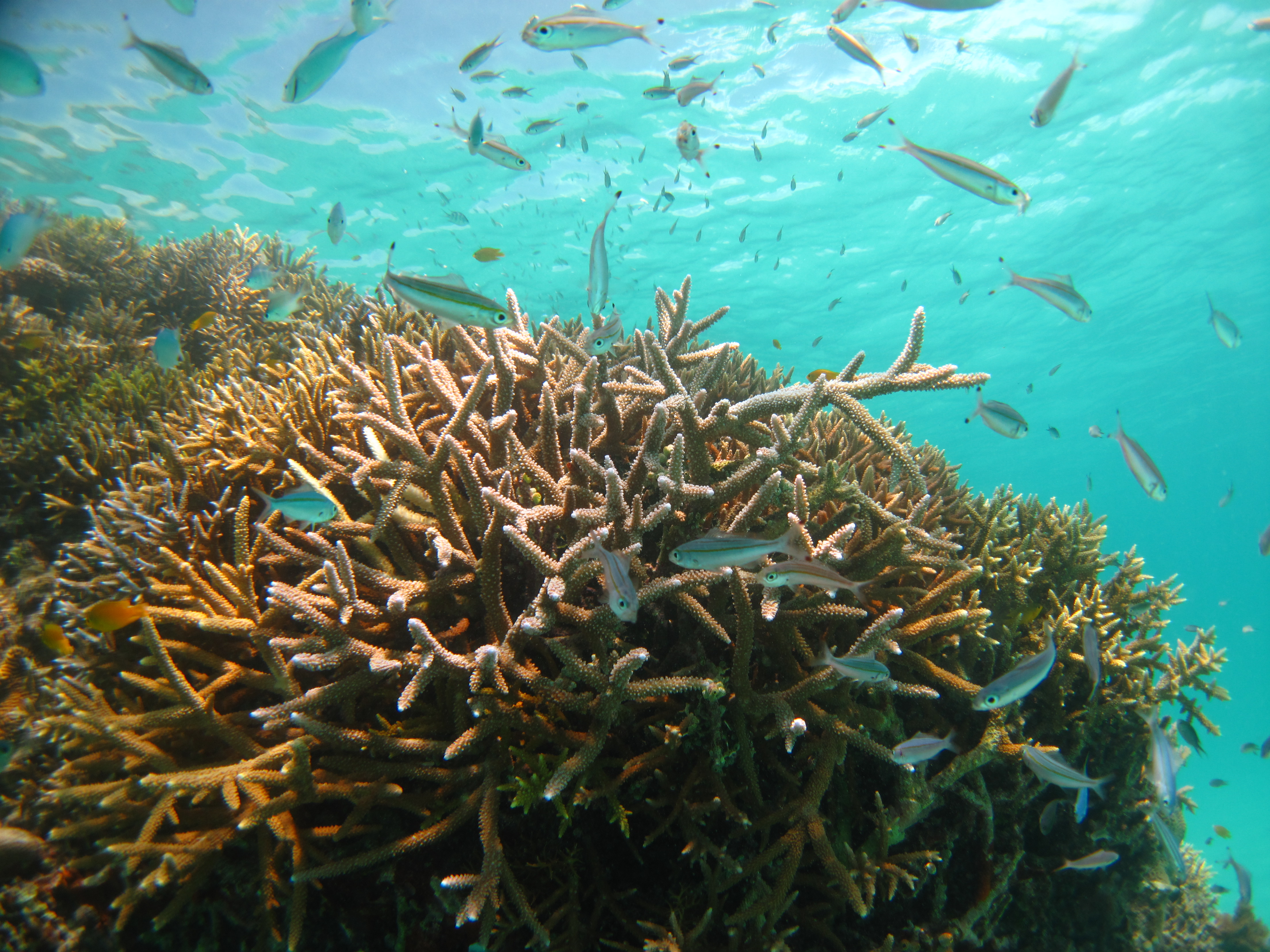 石垣島で見られるサンゴ礁