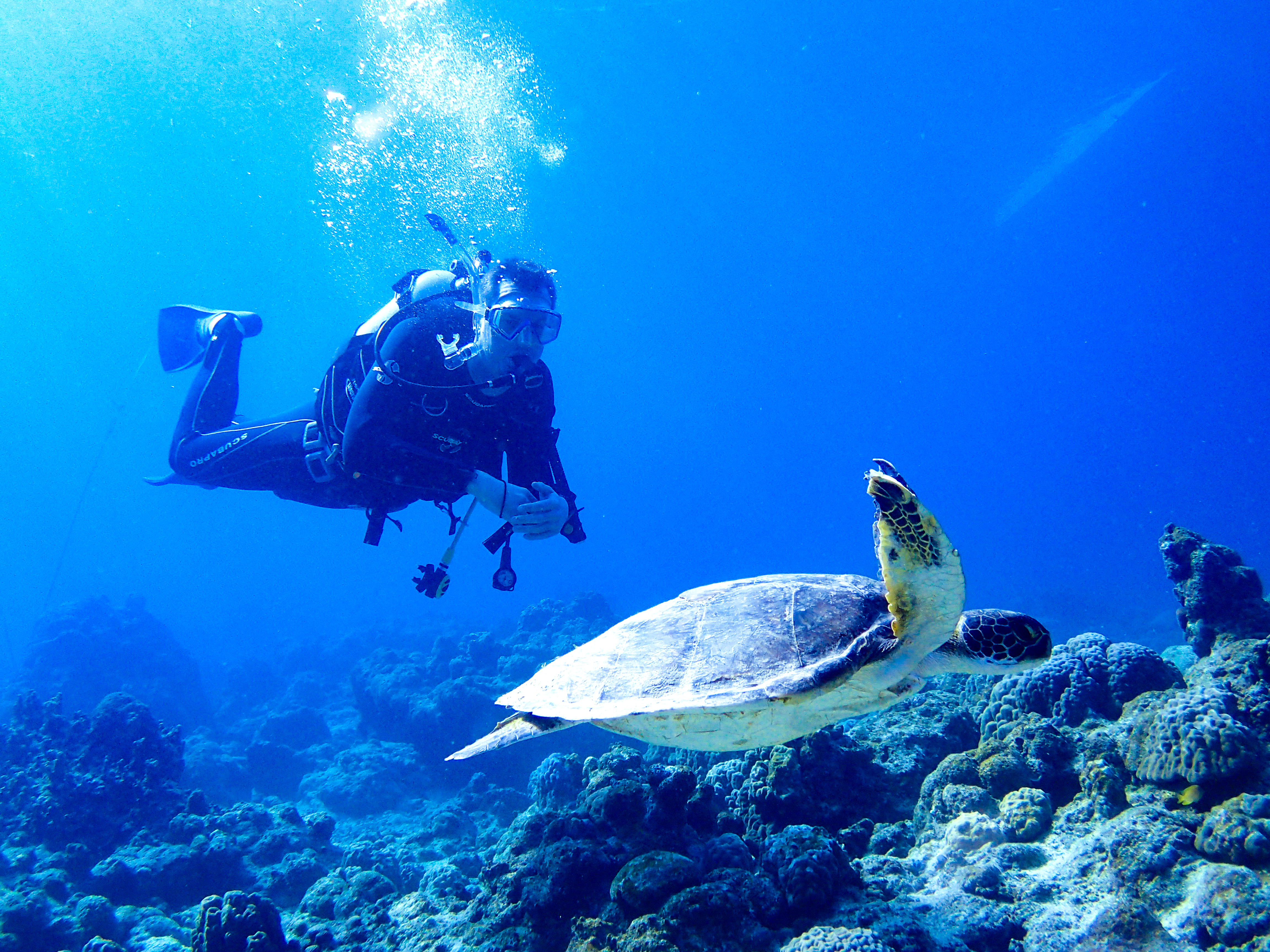石垣島でウミガメと一緒に泳ごう 石垣島ツアーズ
