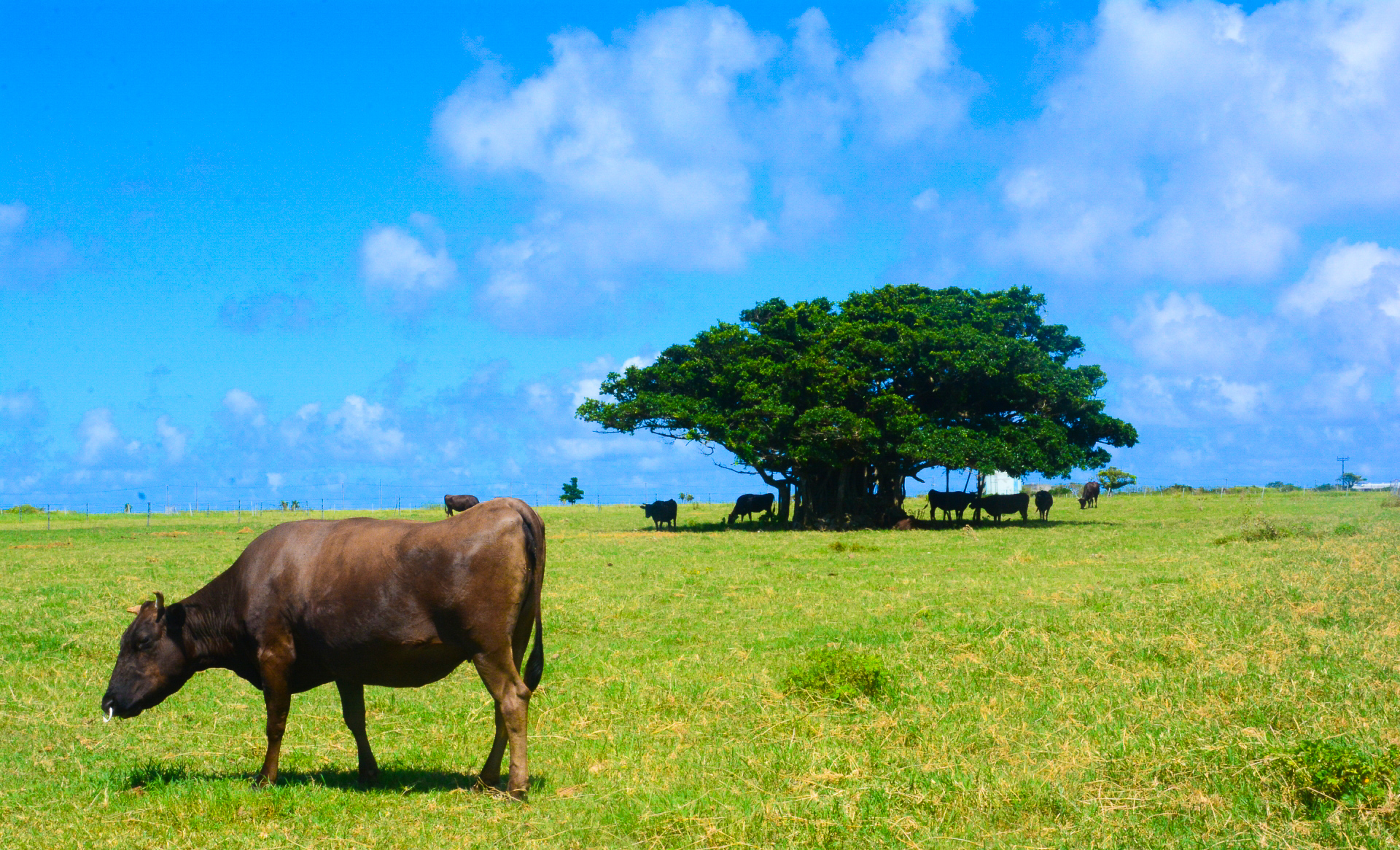 黒島の牛