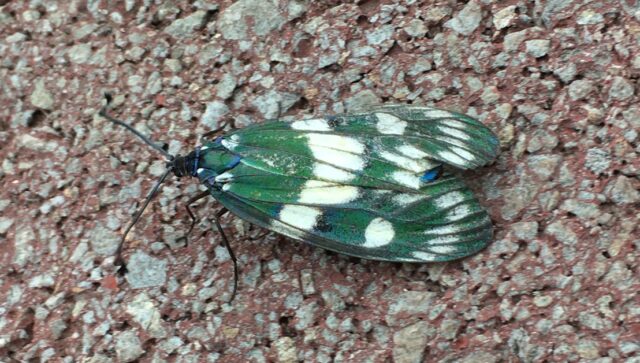 石垣島・西表島で出会える生き物たち