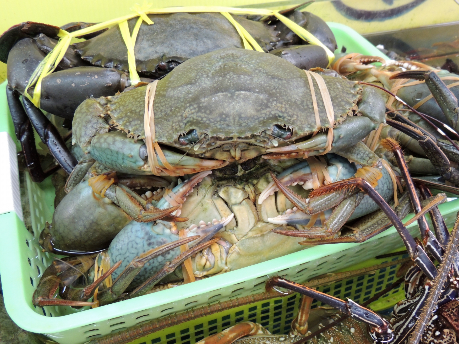 石垣島で出会える生き物たち 石垣島ツアーズ