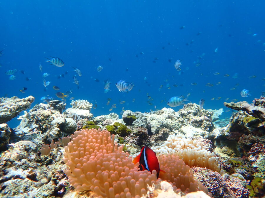 石垣島シュノーケリング、クマノミ、