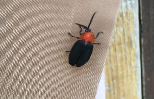 石垣島・西表島で出会える生き物たち