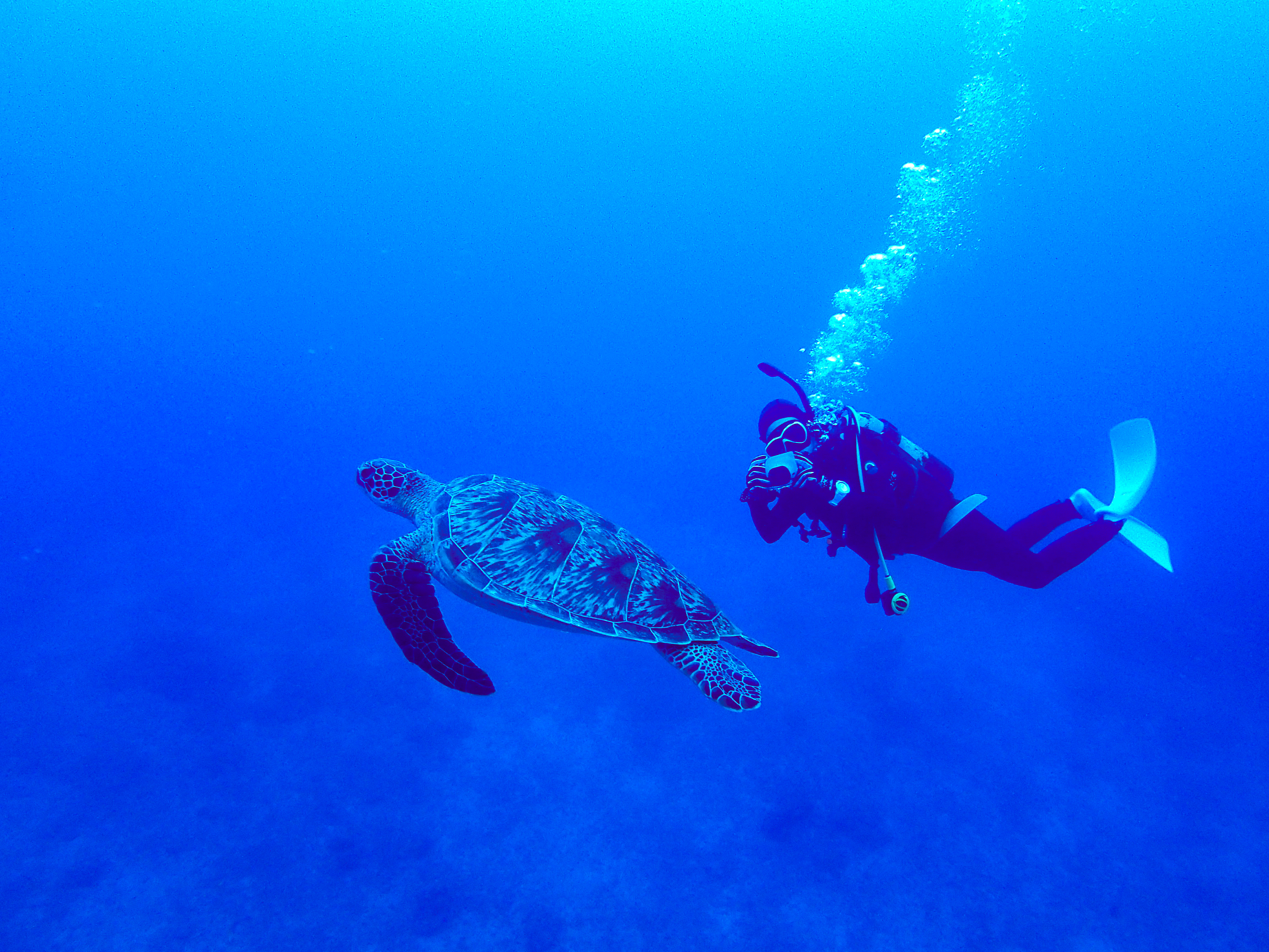 ウミガメスポットでウミガメを撮影するダイバー