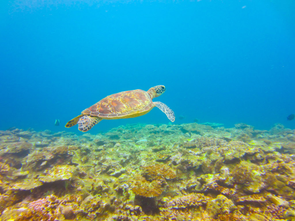 【石垣島/半日午後】カラフルサンゴ礁＆ウミガメに会いに行くシュノーケリングツアー《送迎付き》