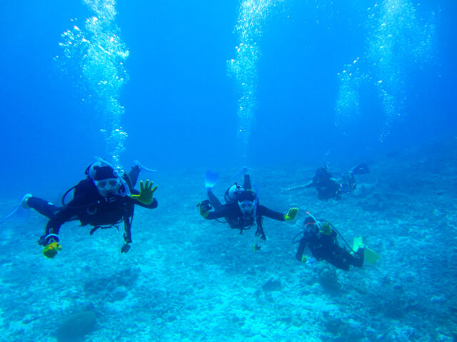 石垣島体験ダイビングでサンゴを観察