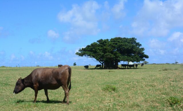 8月の黒島で牛を観察