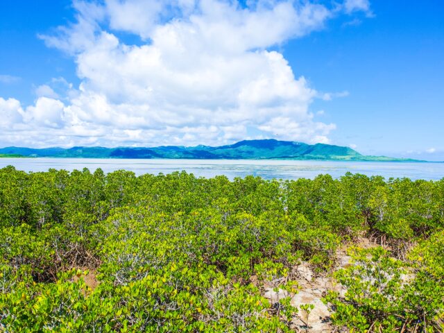 マングローブから見た小浜島の1月の風景