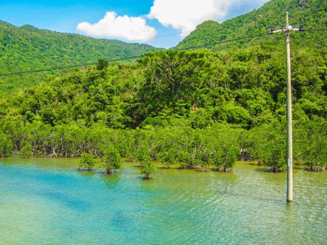 1月の西表島の風景