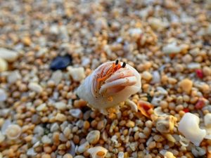 明石海岸 石垣島の観光スポット 石垣島ツアーズ