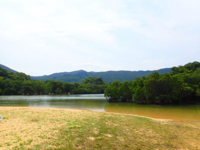 吹通川のヒルギ群落 石垣島の観光スポット 石垣島ツアーズ