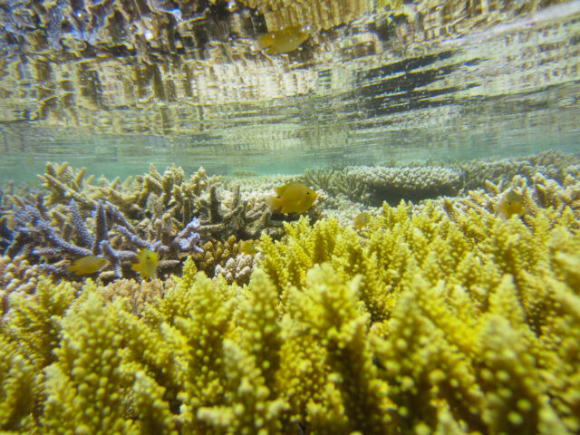 カラフルな珊瑚礁