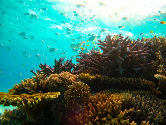 サンゴ周辺の熱帯魚
