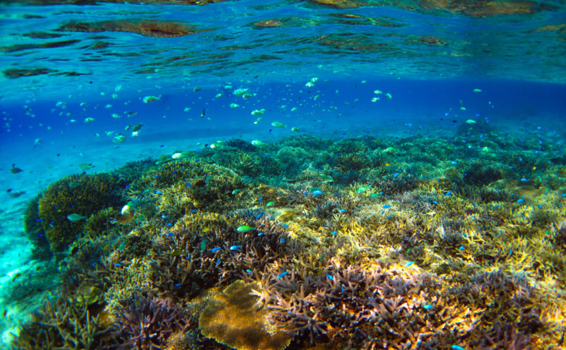 石垣島の美しいサンゴ礁を見に行きませんか 石垣島ツアーズ