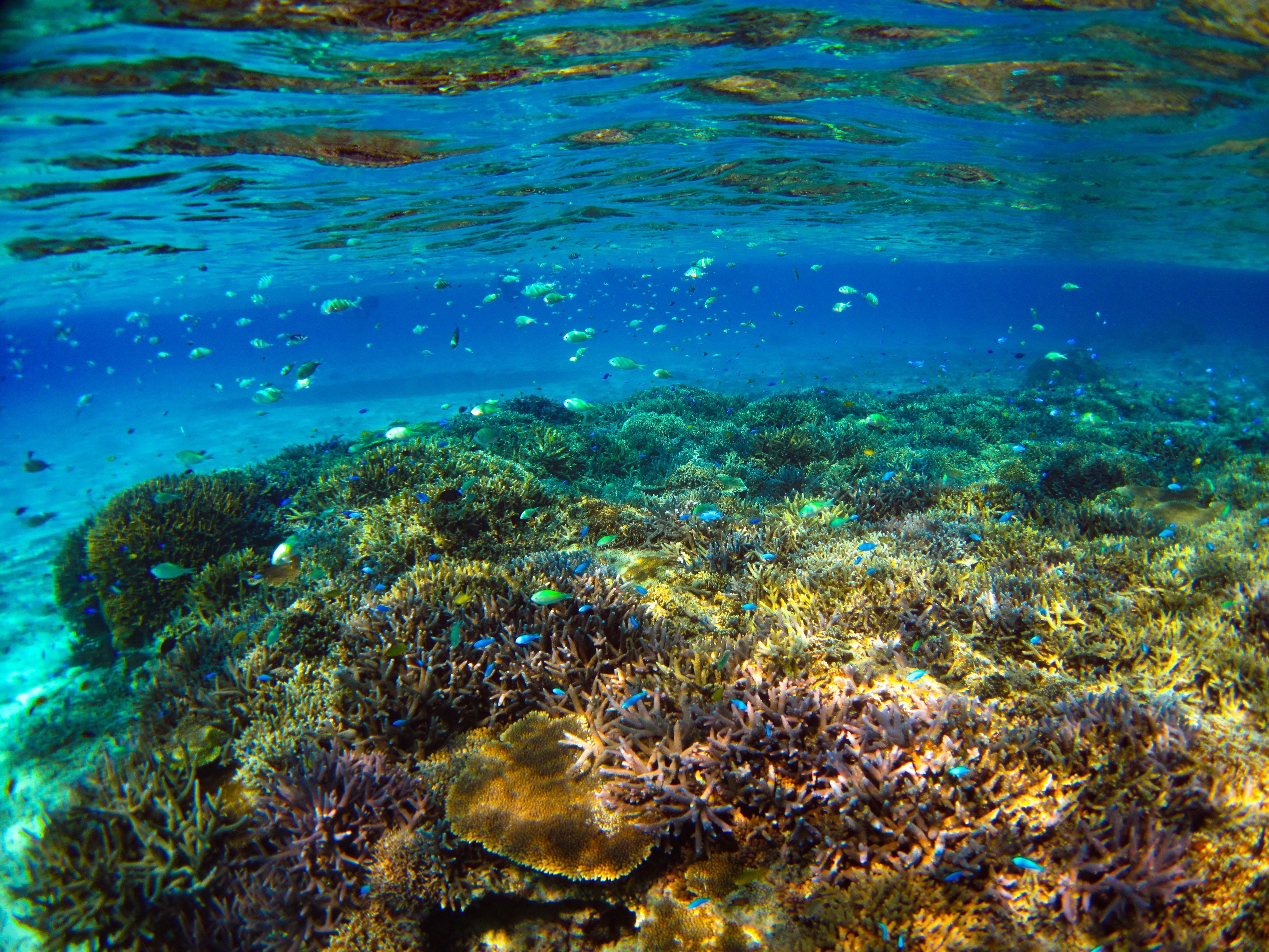石垣島の美しいサンゴ礁を見に行きませんか？ 石垣島ツアーズ