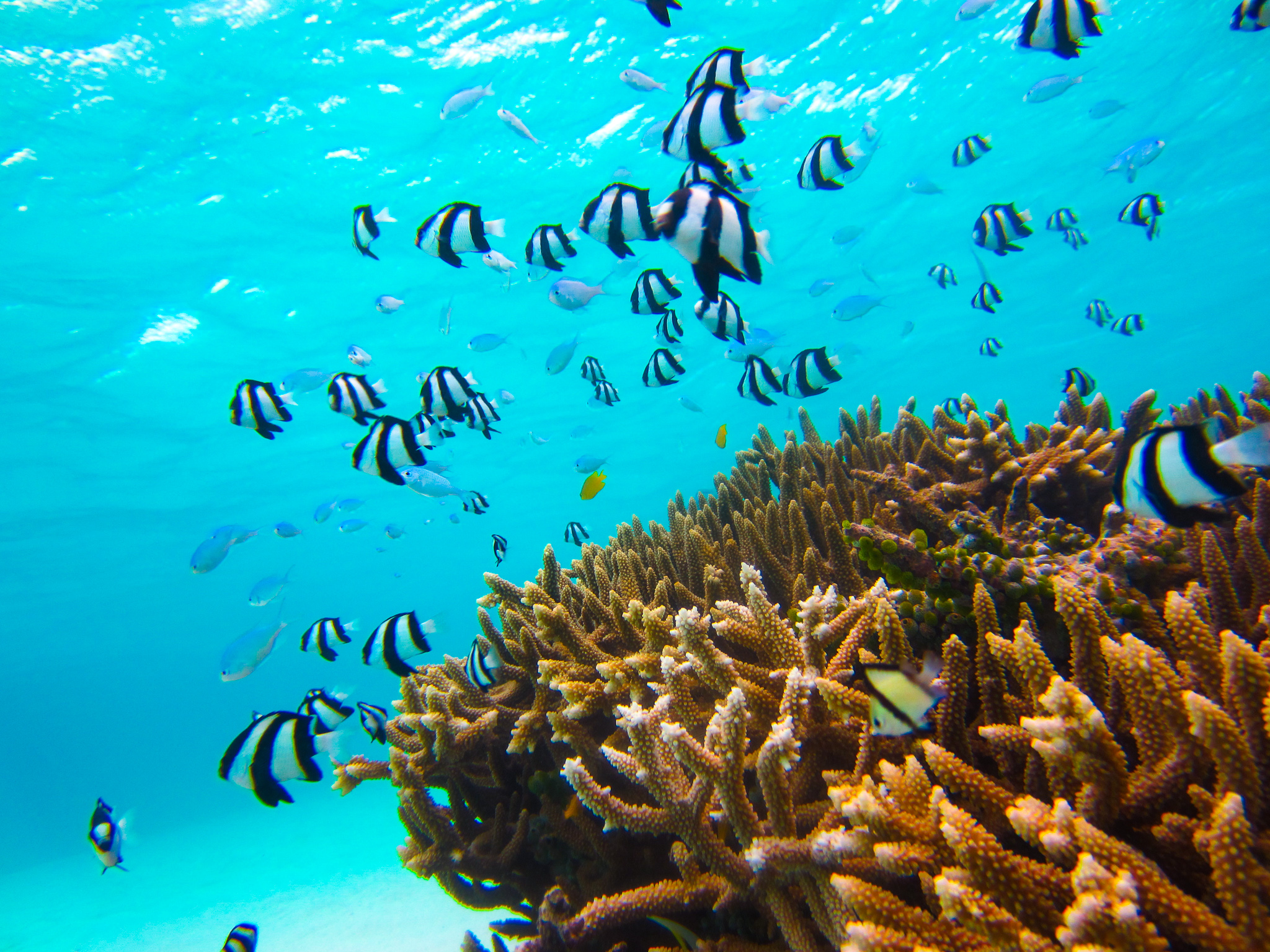 石垣島の美しいサンゴ礁を見に行きませんか 石垣島ツアーズ