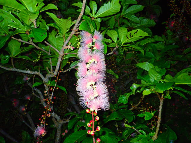 7月の石垣島の見どころ 一夜限りの儚い花「サガリバナ」