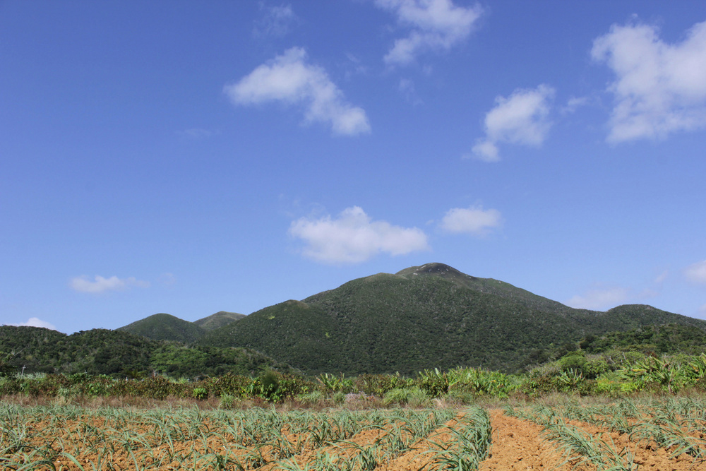 サトウキビ畑
