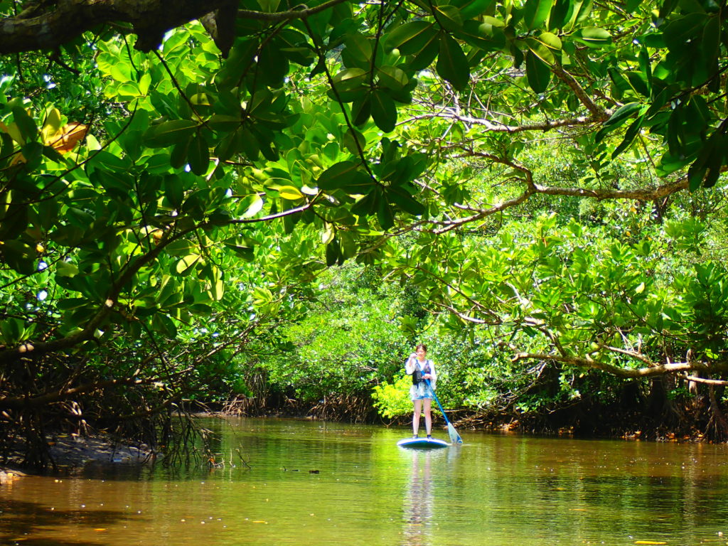 大人気！世界遺産西表島で行うマングローブSUP / カヌー体験ツアー