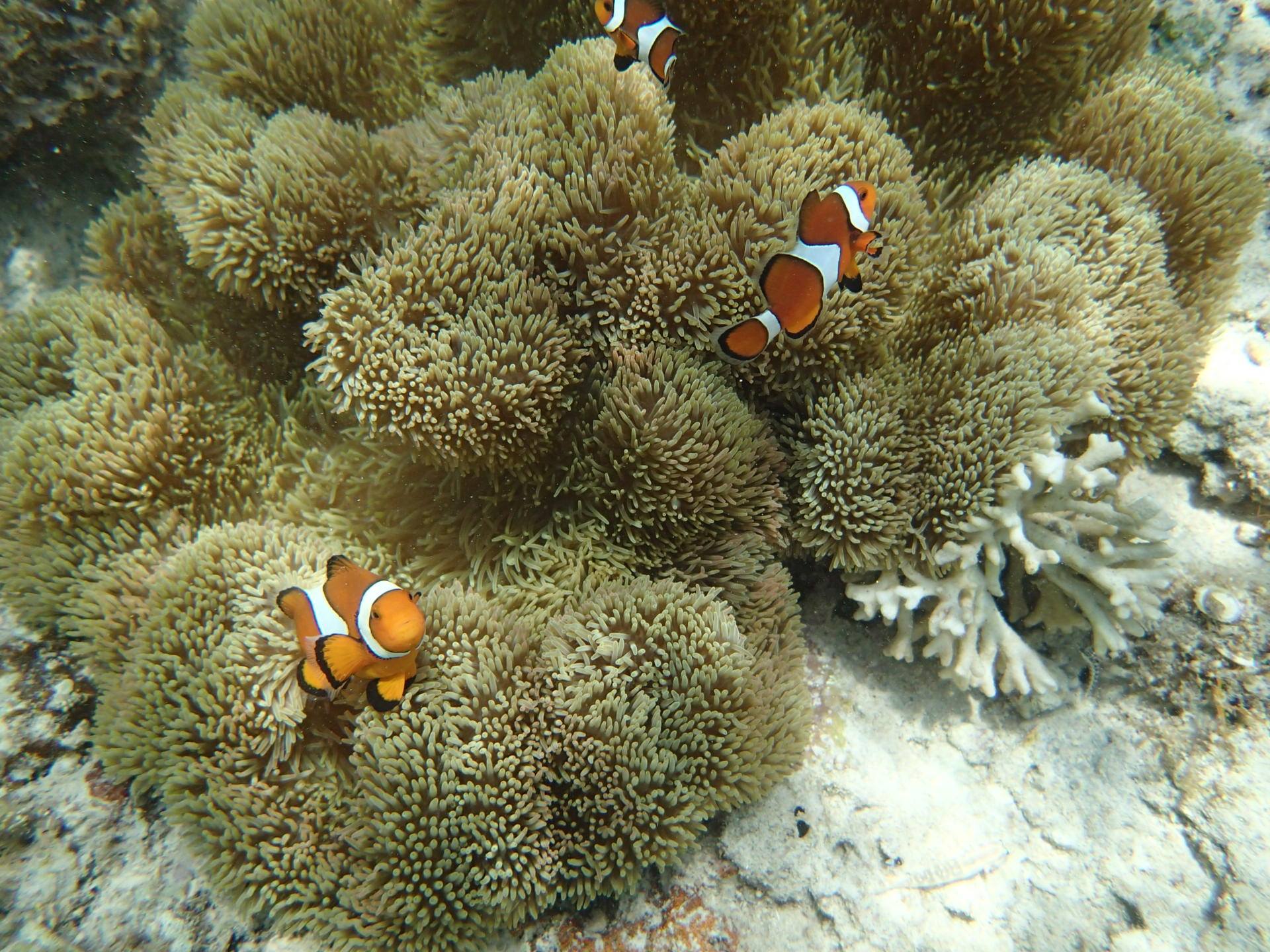 【沖縄・石垣島】コロナ対策バッチリ★家族や友人と貸し切りで楽しもう！ 海遊びチャーターコース（No.544）