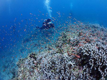 【沖縄・石垣島】サンゴ礁体験ダイビング 半日コース（No.504）