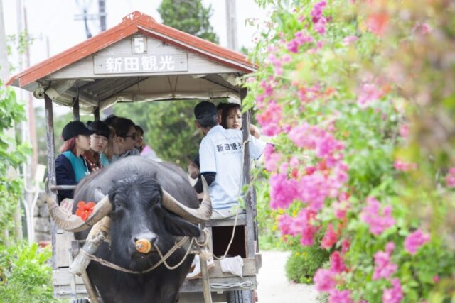 竹富島 水牛車