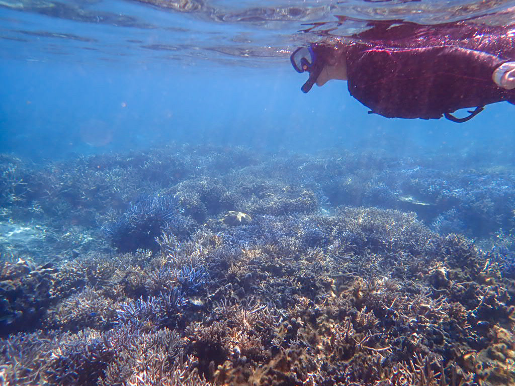 石垣島の超定番 幻の島上陸 トロピカルシュノーケリング 石垣島ツアーズ